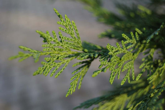 Cupressocyparis leylandii op stam naald