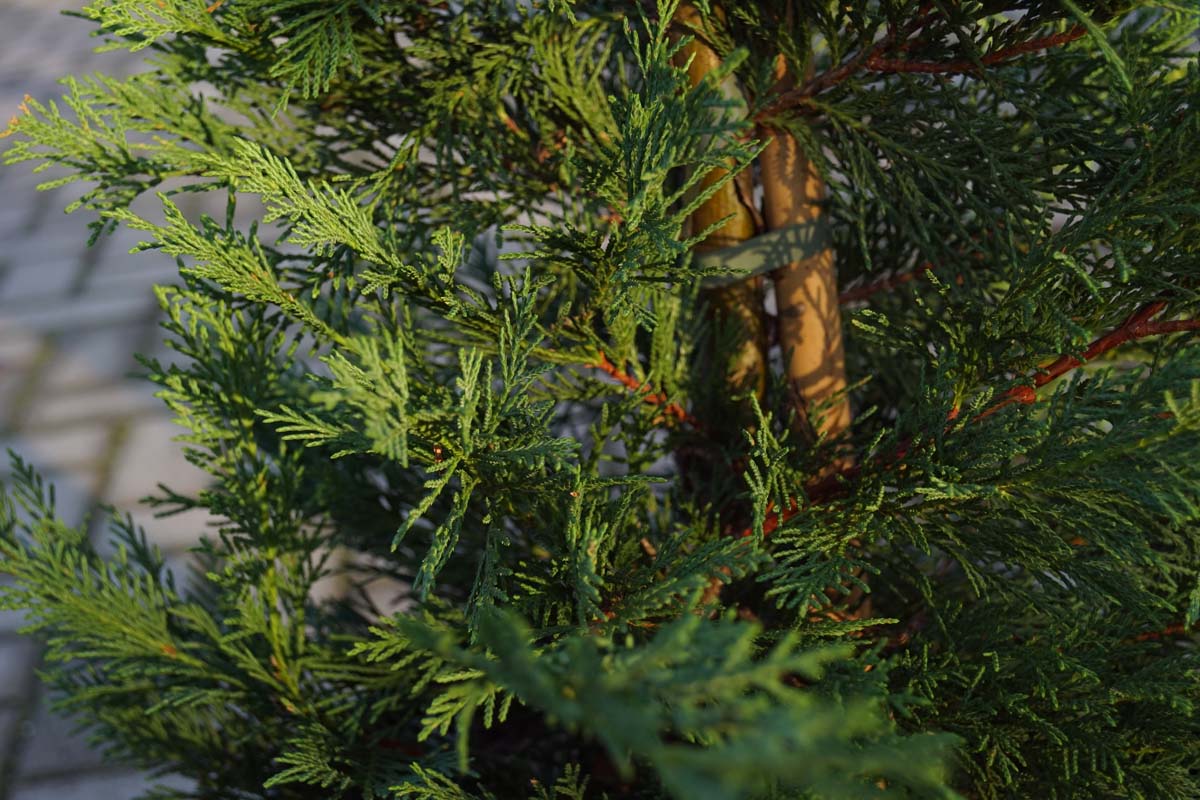 Cupressocyparis leylandii dakboom stam