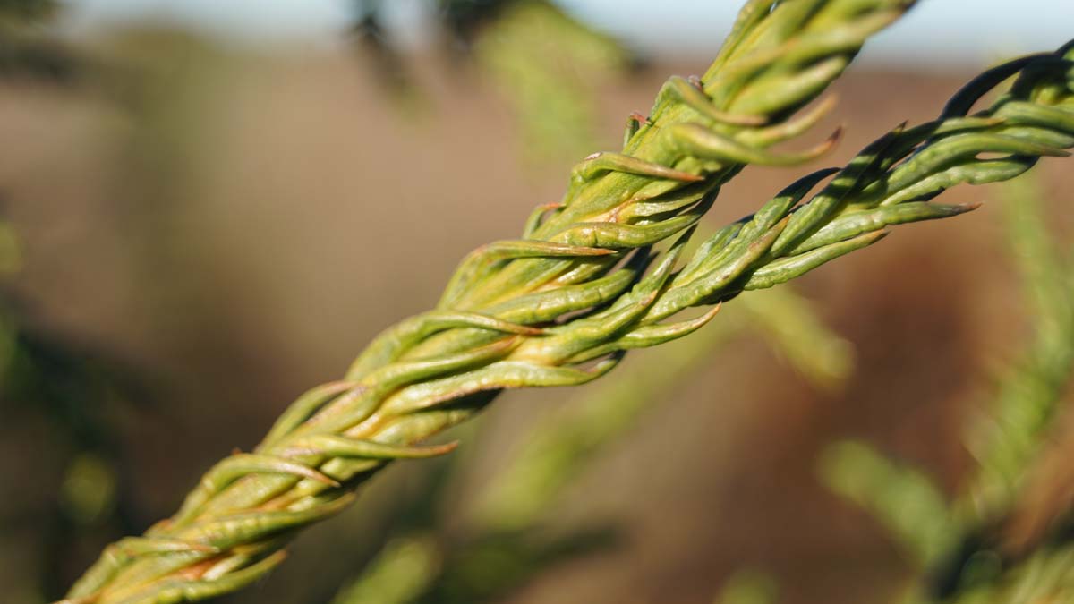 Cryptomeria japonica 'Rasen' op stam naald