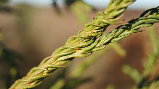 Cryptomeria japonica 'Rasen' Tuinplanten naald