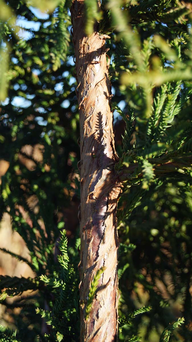 Cryptomeria japonica 'Rasen' Tuinplanten stam