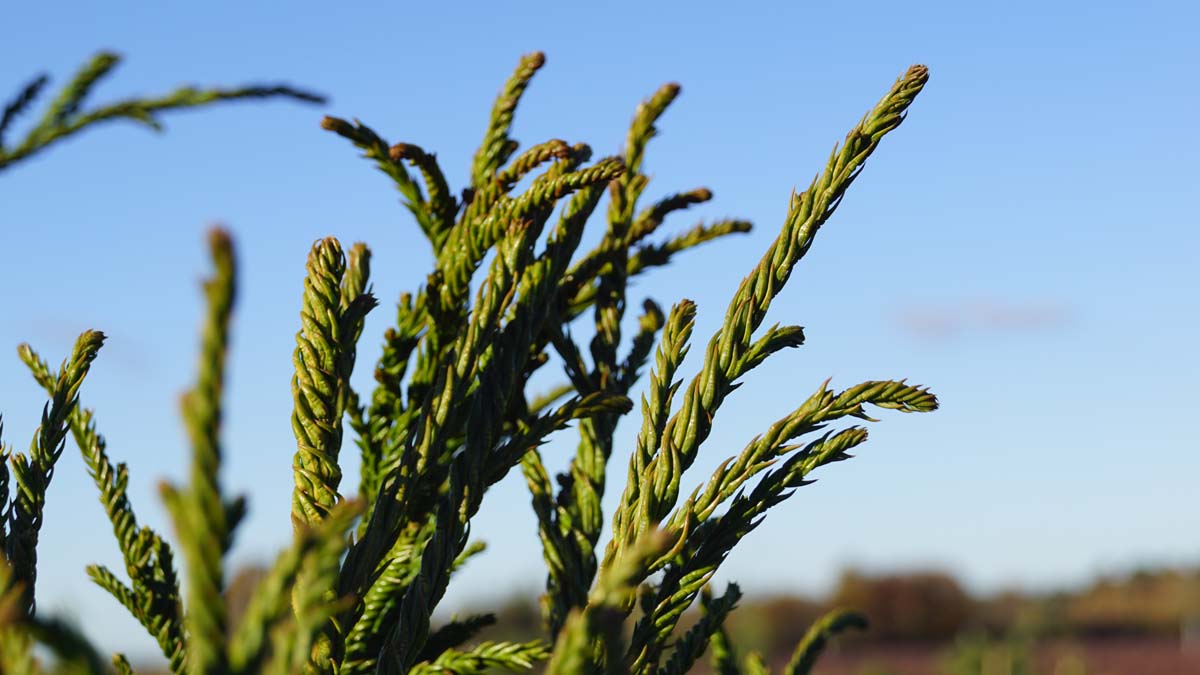Cryptomeria japonica 'Rasen' op stam naald