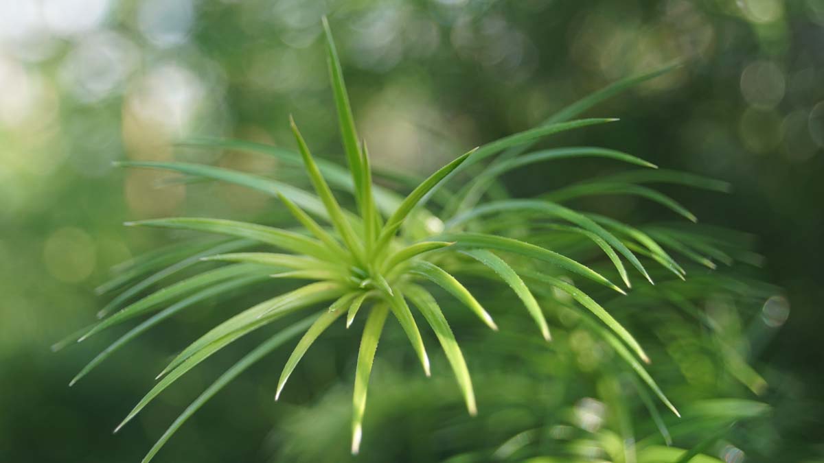 Cunninghamia lanceolata meerstammig / struik