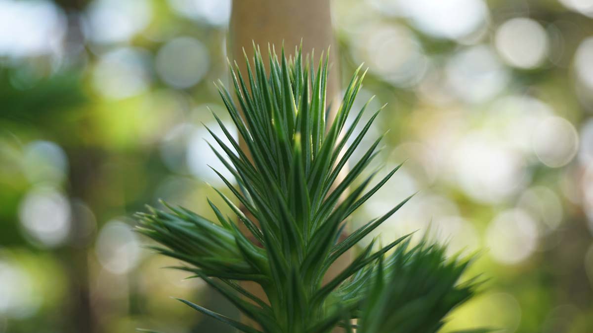 Cunninghamia lanceolata meerstammig / struik