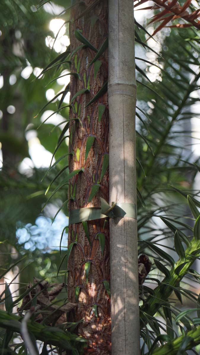 Cunninghamia lanceolata meerstammig / struik