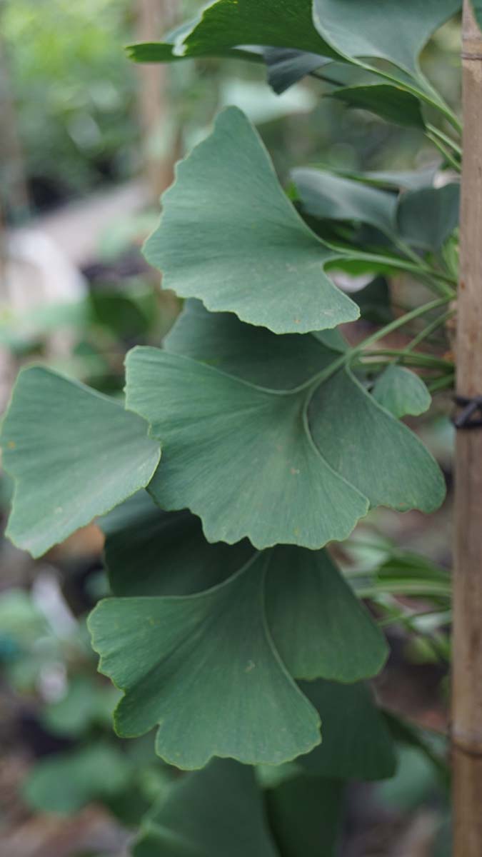 Ginkgo biloba 'Tremonia' op stam