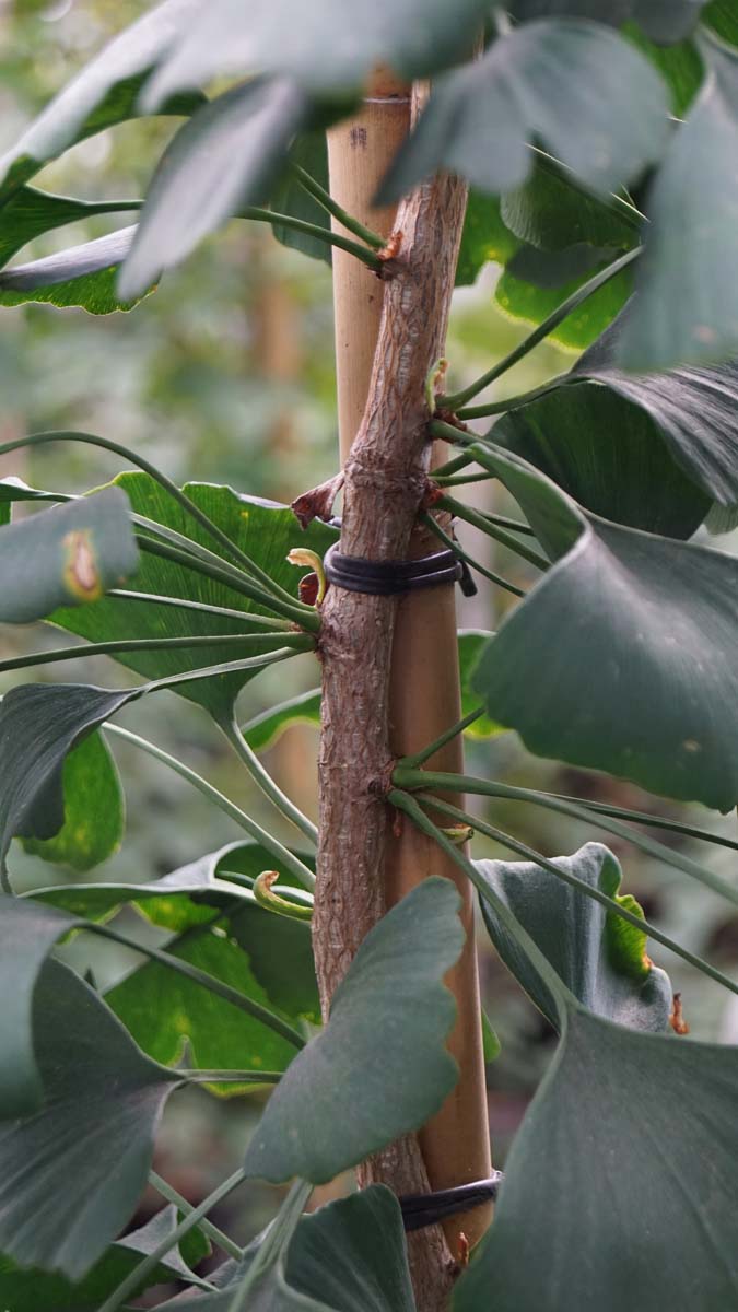 Ginkgo biloba 'Tremonia' op stam