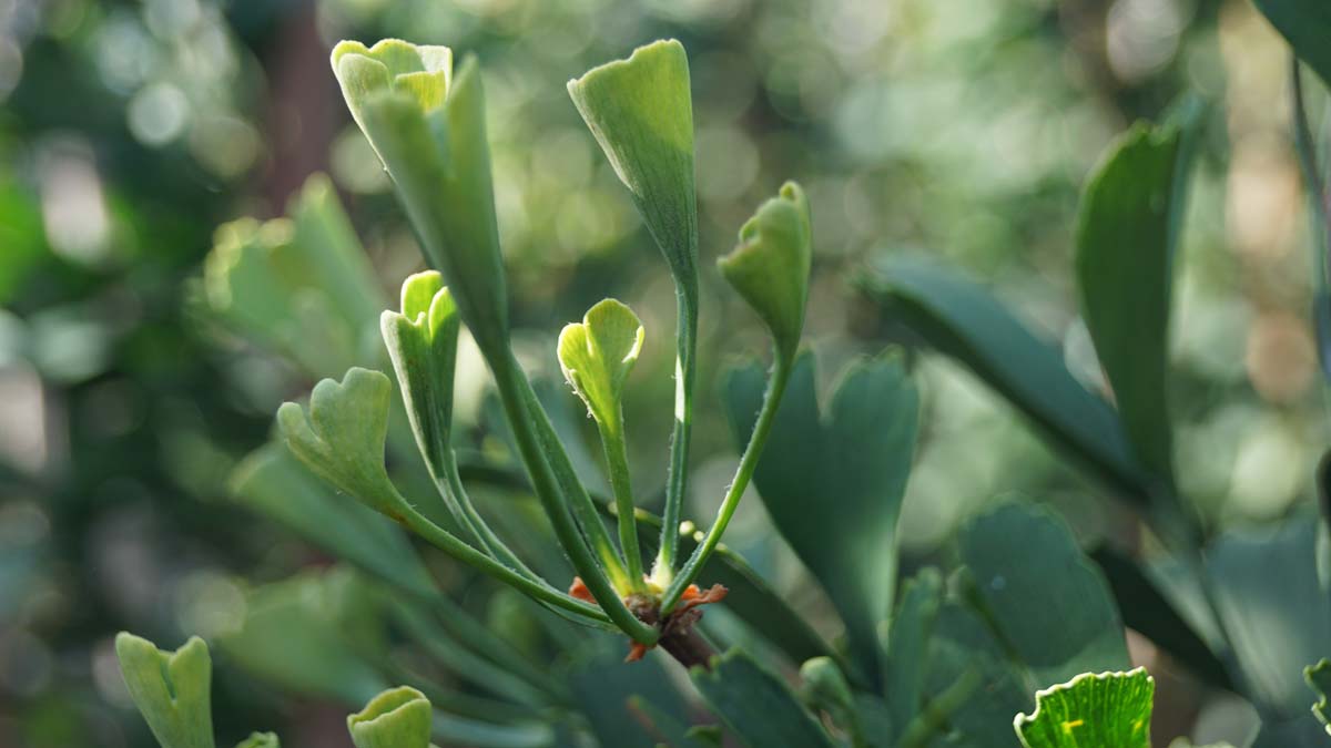 Ginkgo biloba 'Tubifolia' Tuinplanten