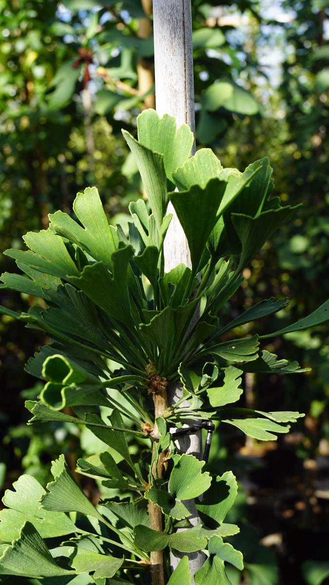 Ginkgo biloba 'Tubifolia' Tuinplanten