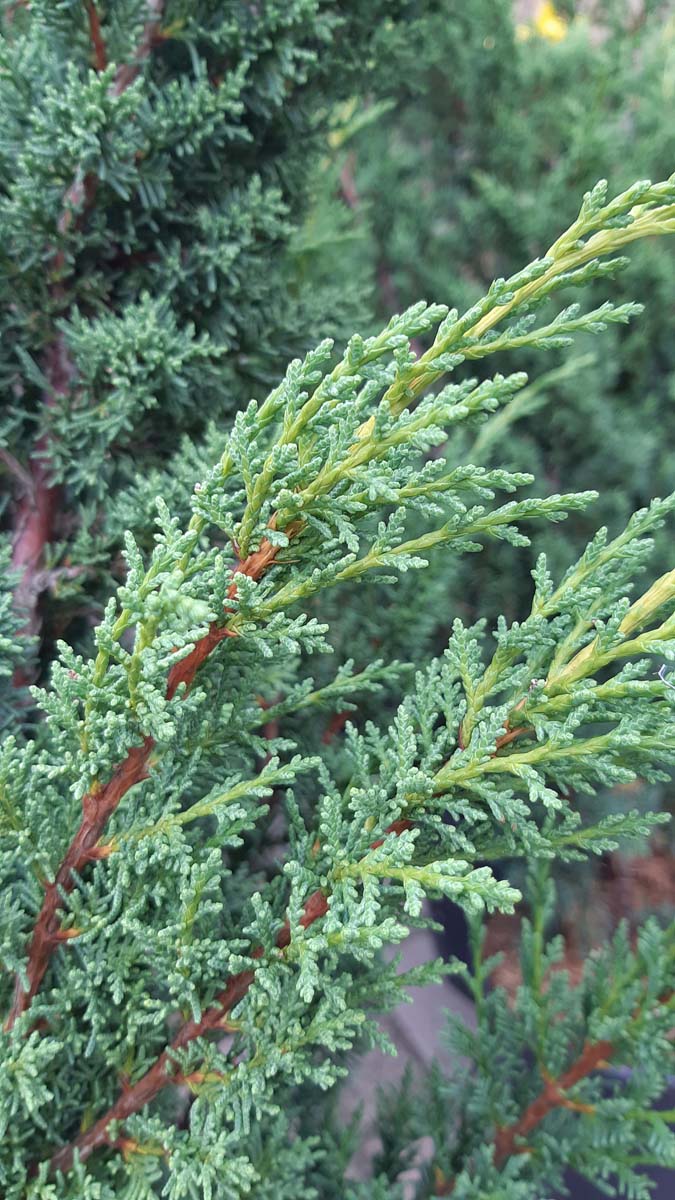 Juniperus chinensis 'Blaauw'