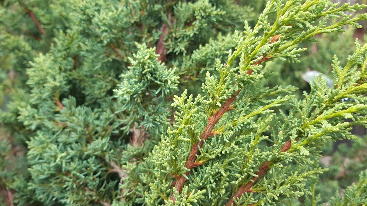 Juniperus chinensis 'Blaauw'