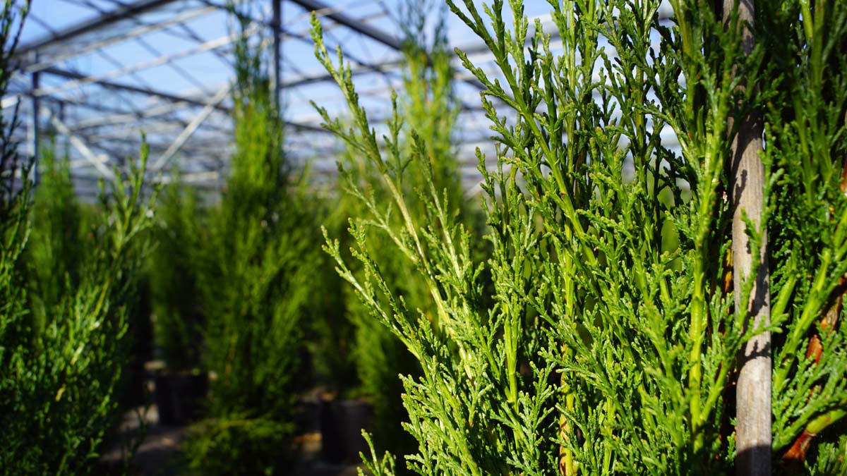 Cupressus sempervirens 'Totem' meerstammig / struik