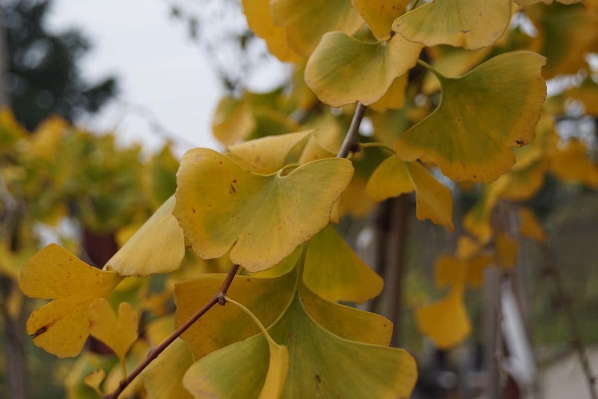 Ginkgo biloba op stam herfstkleur