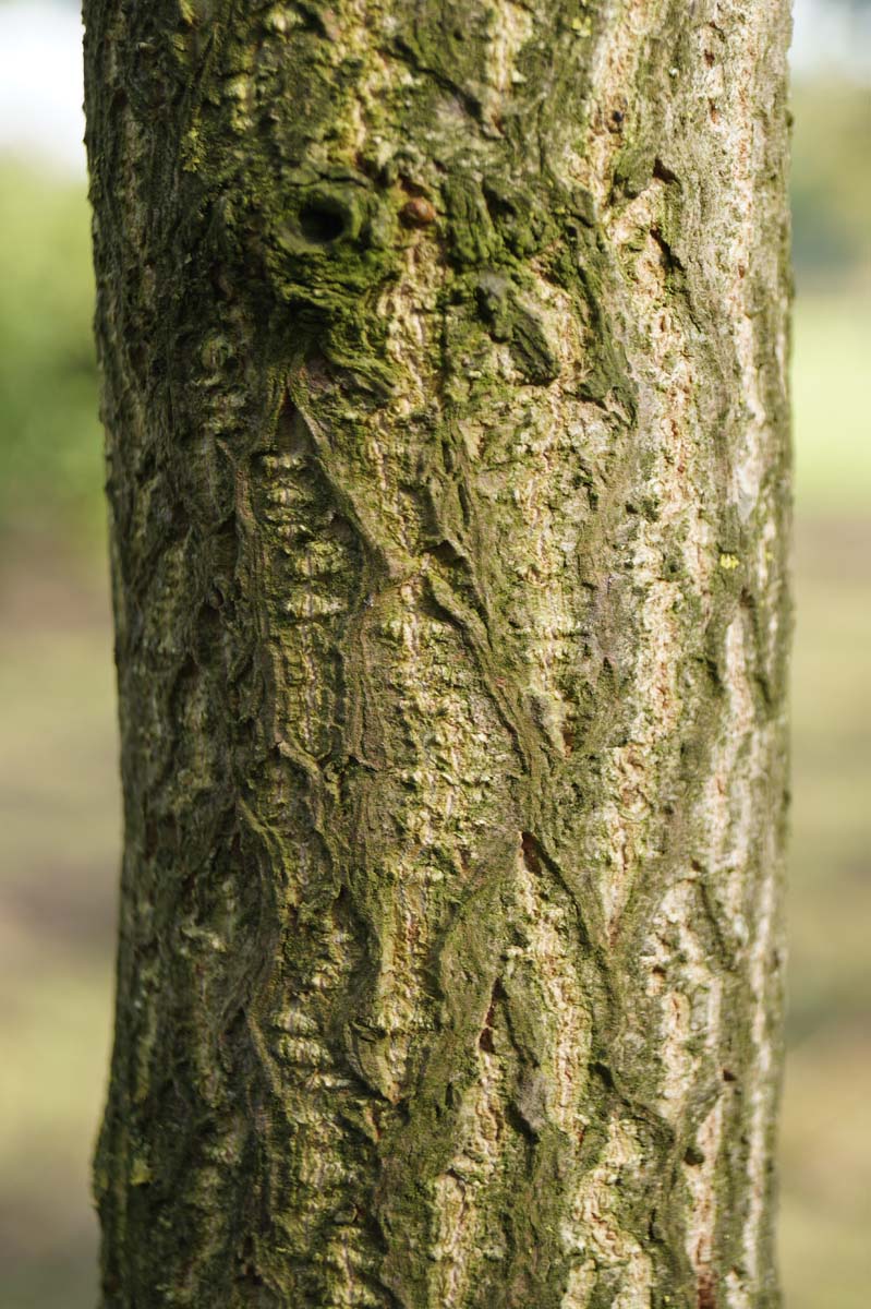 Ginkgo biloba op stam bast