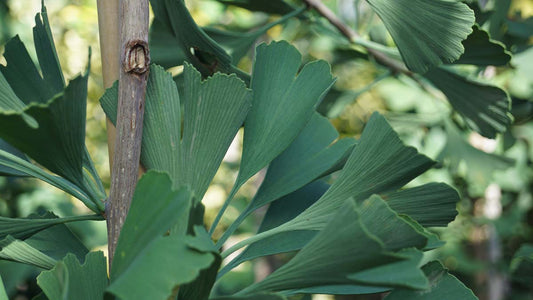Ginkgo biloba 'Autumn Gold' op stam