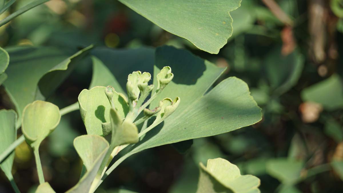 Ginkgo biloba 'Autumn Gold' op stam