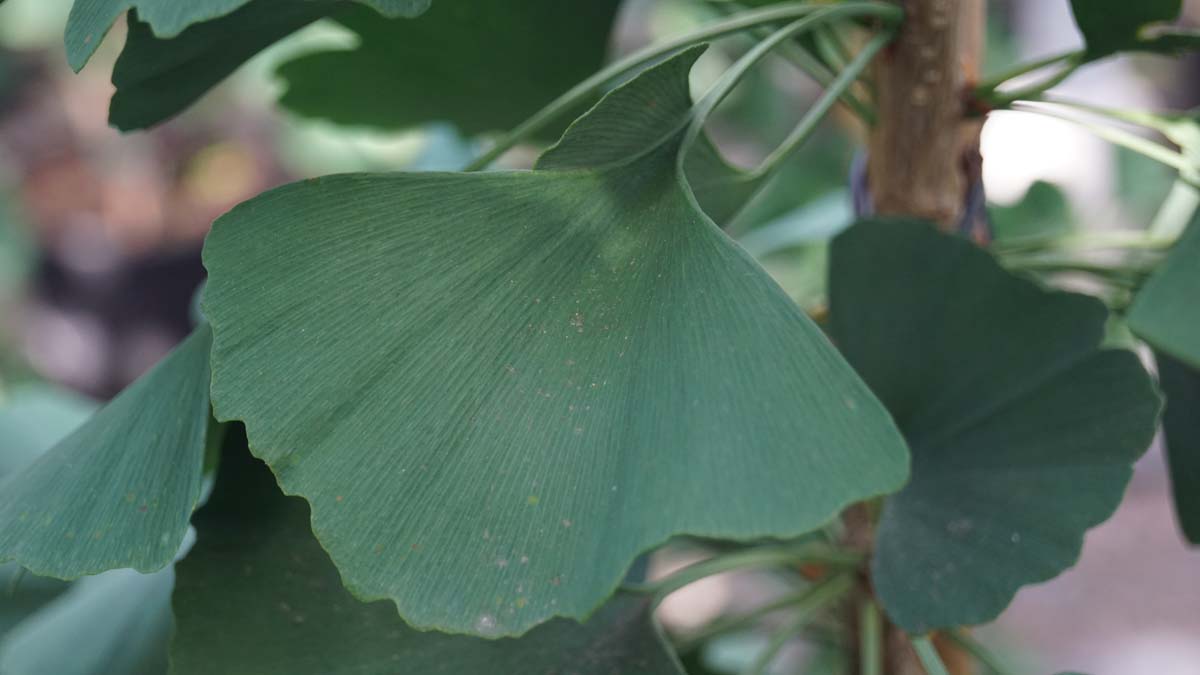 Ginkgo biloba 'Fairmount' op stam
