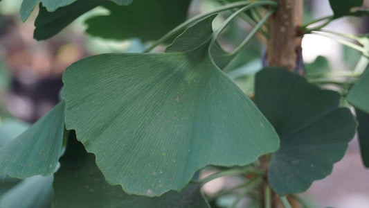 Ginkgo biloba 'Fairmount' op stam