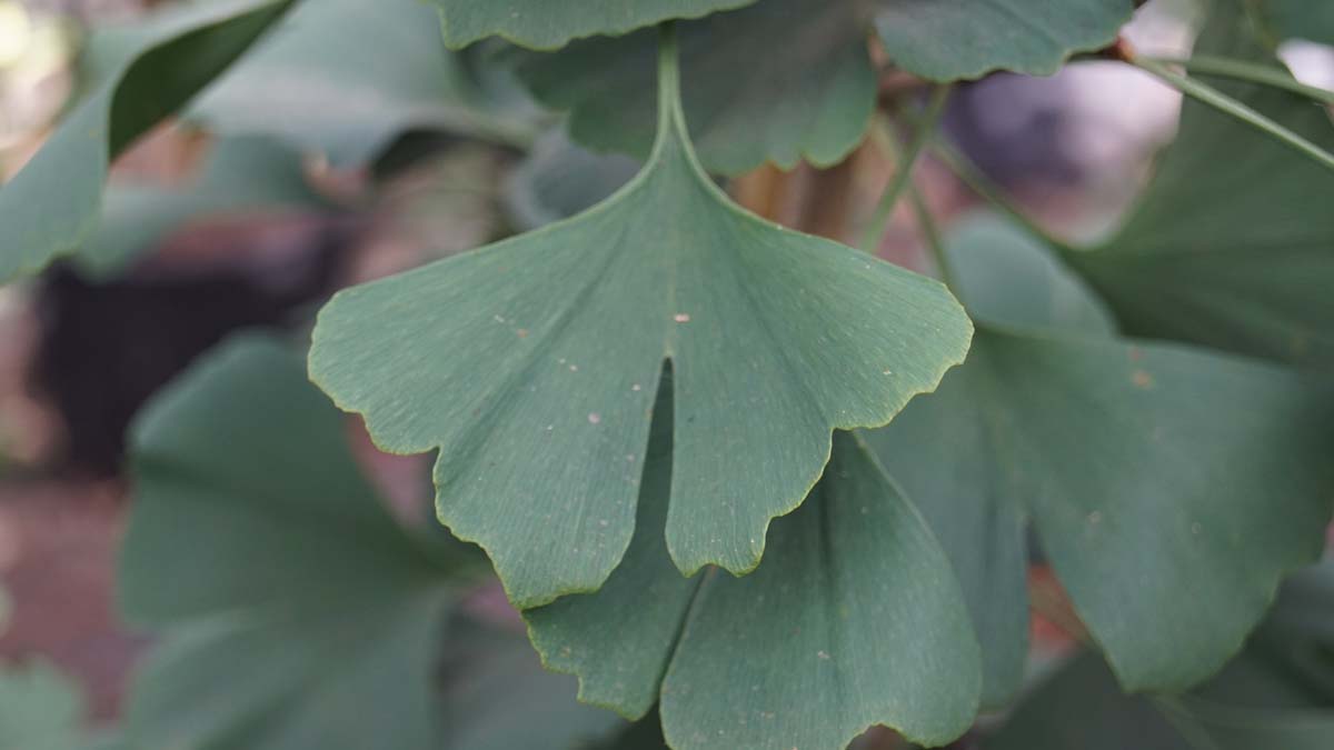 Ginkgo biloba 'Fairmount' op stam