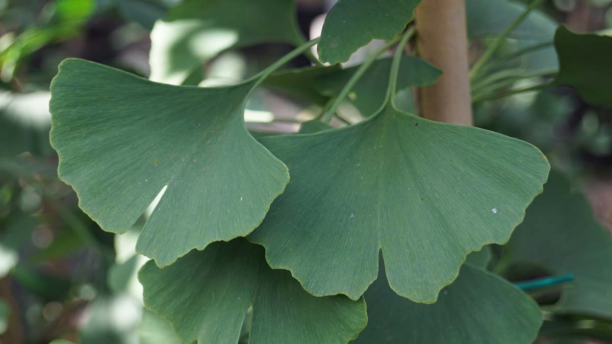 Ginkgo biloba 'Fairmount' op stam