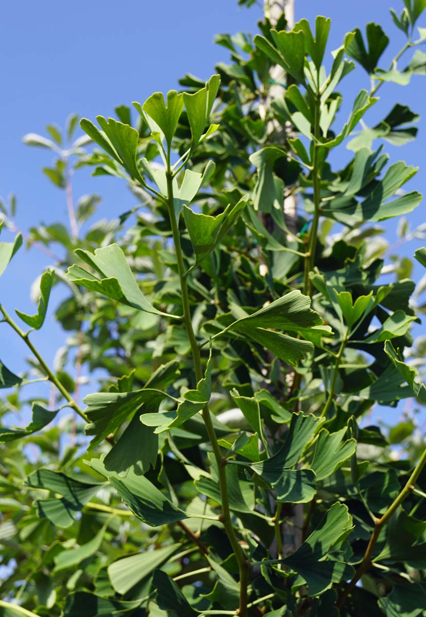Ginkgo biloba 'Fastigiata' op stam
