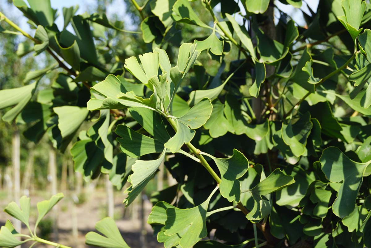 Ginkgo biloba 'Fastigiata' op stam