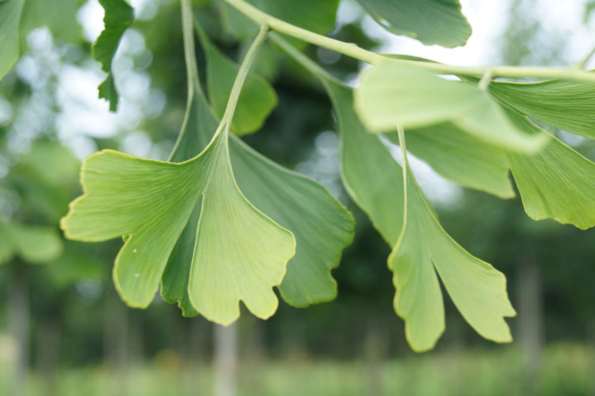 Ginkgo biloba 'Horizontalis' solitair