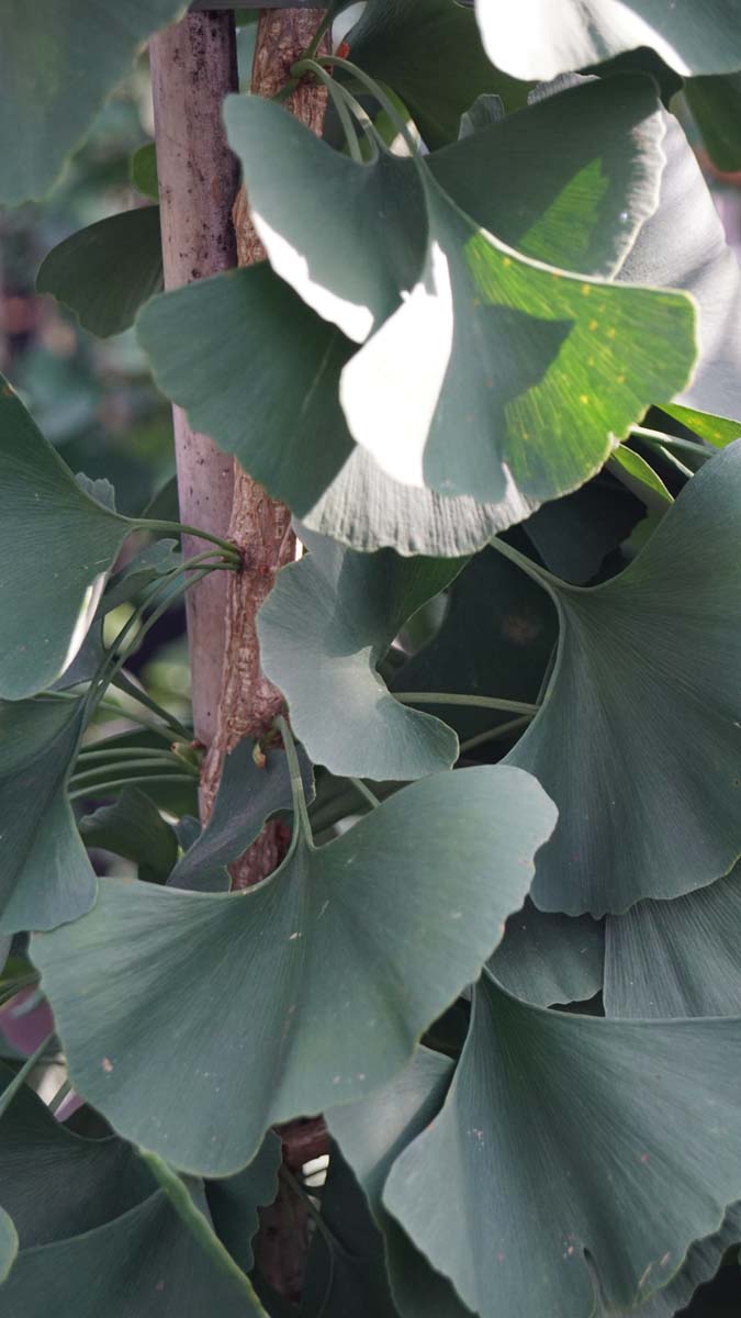 Ginkgo biloba 'Lakeview' op stam
