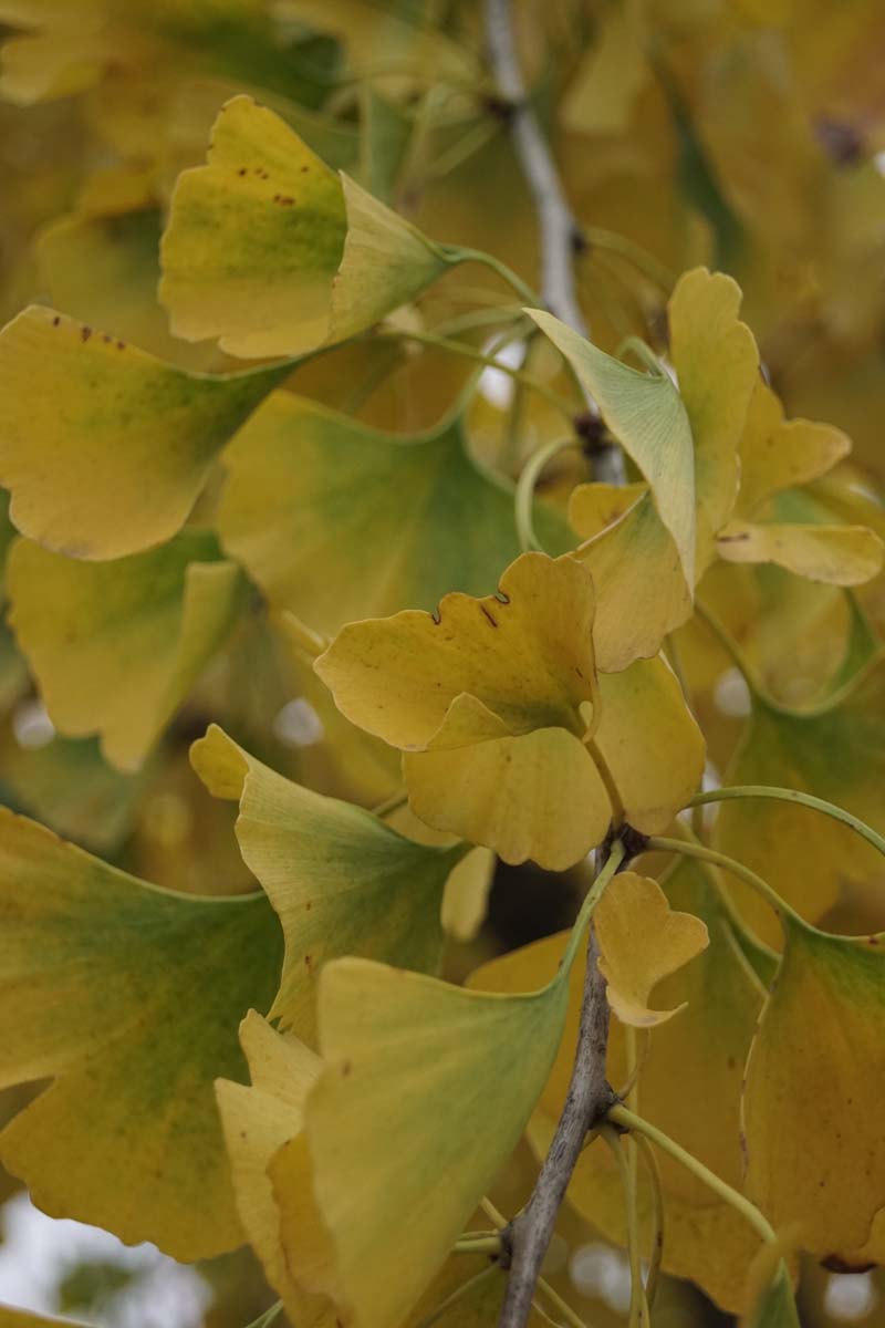 Ginkgo biloba 'Pendula' Tuinplanten