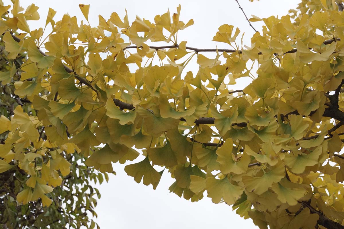 Ginkgo biloba 'Pendula' Tuinplanten