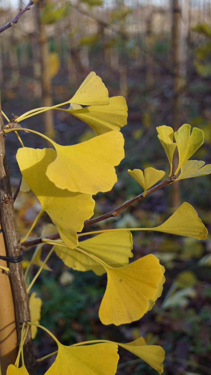 Ginkgo biloba 'Princeton Sentry' Tuinplanten herfstkleur