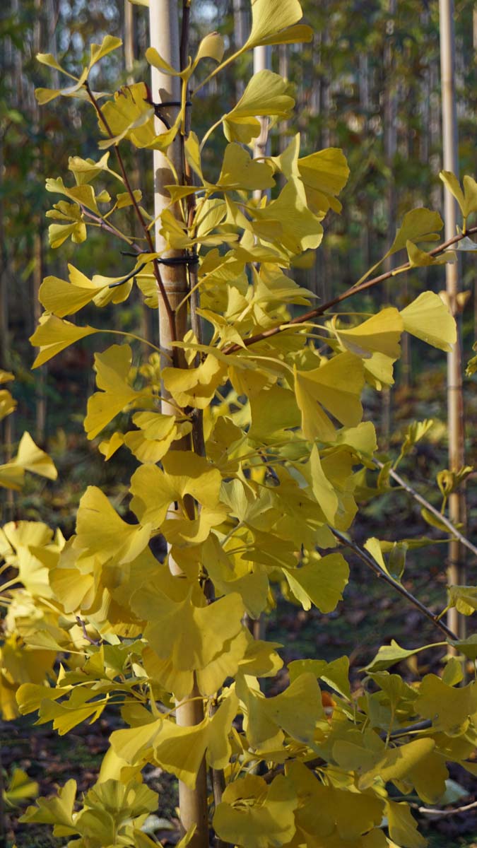 Ginkgo biloba 'Princeton Sentry' op stam herfstkleur