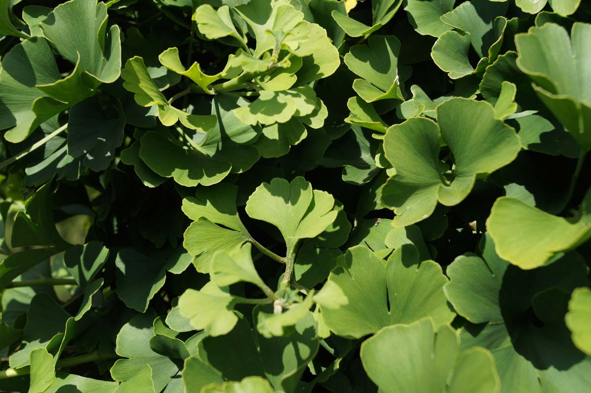 Ginkgo biloba 'Santa Cruz' Tuinplanten