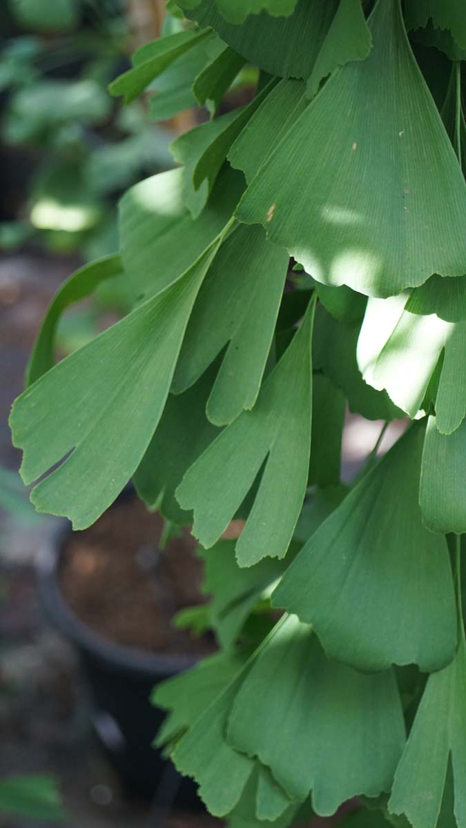 Ginkgo biloba 'Saratoga' op stam