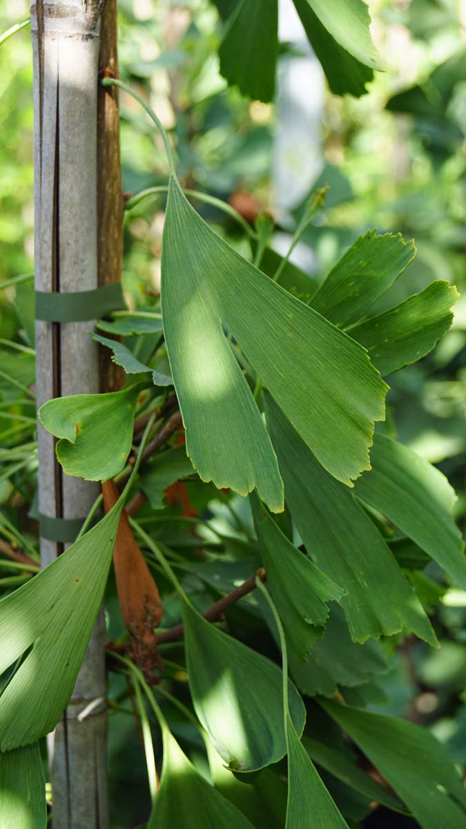 Ginkgo biloba 'Saratoga' op stam