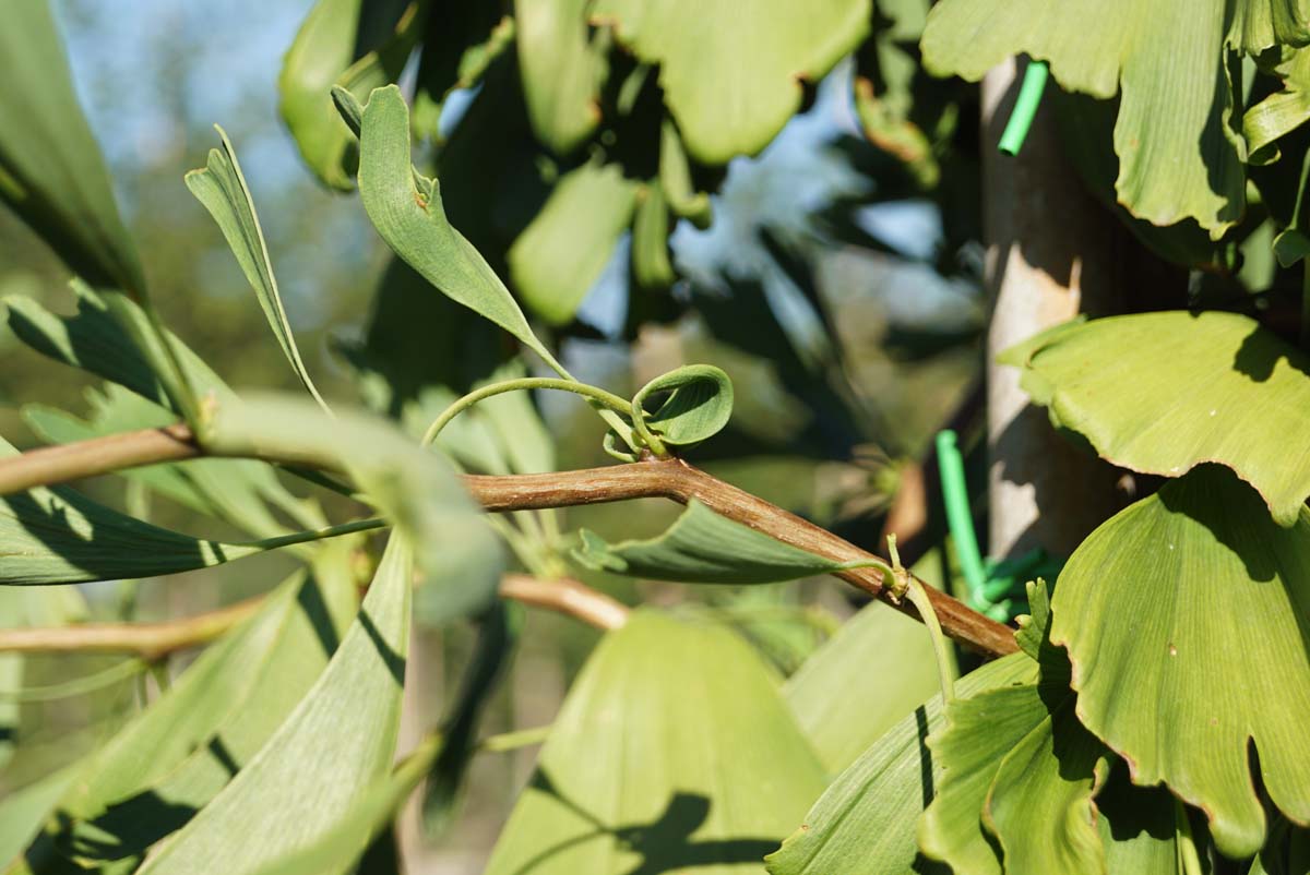 Ginkgo biloba 'Saratoga' op stam