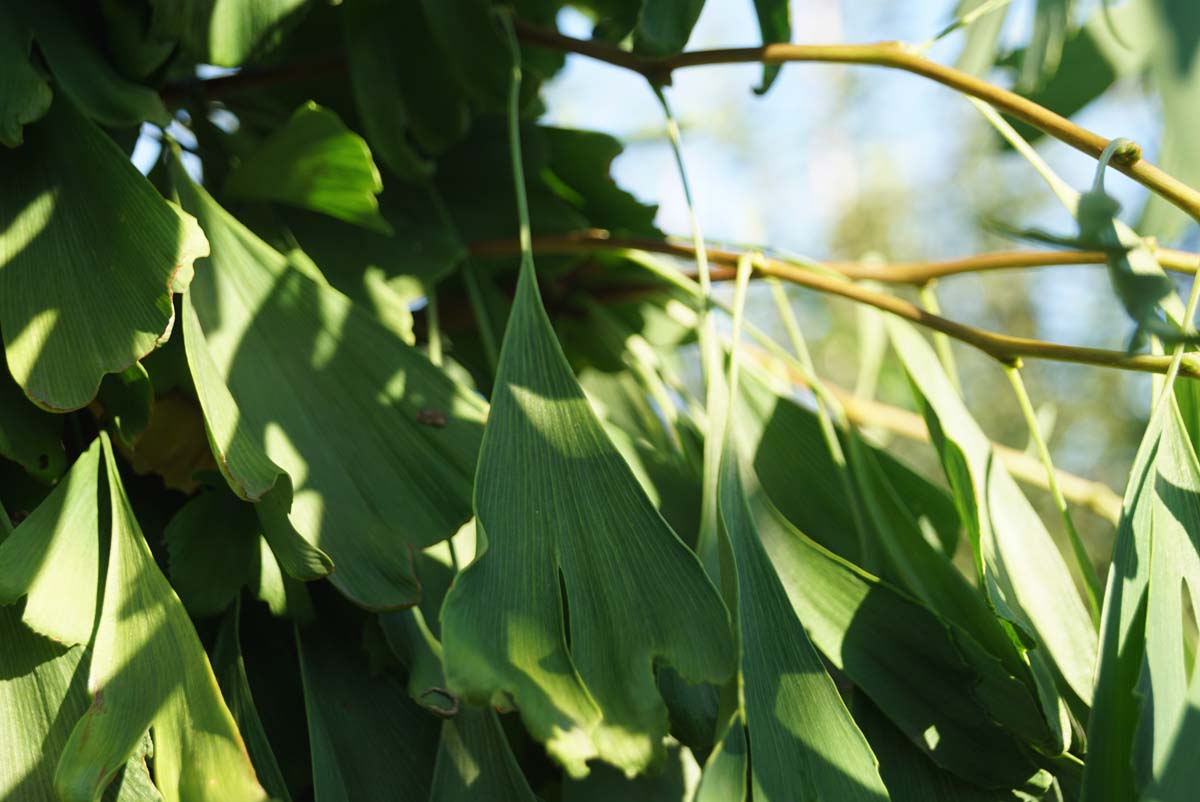 Ginkgo biloba 'Saratoga' meerstammig / struik