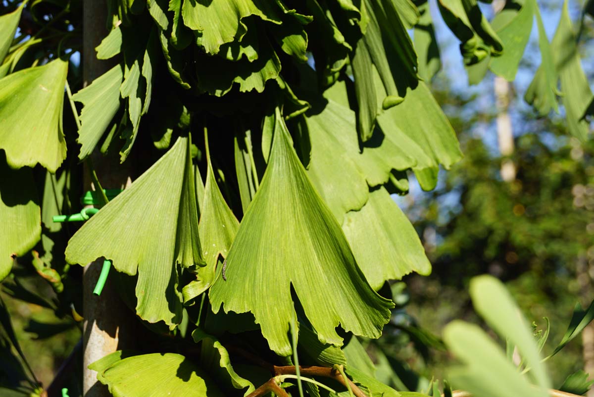 Ginkgo biloba 'Saratoga' Tuinplanten
