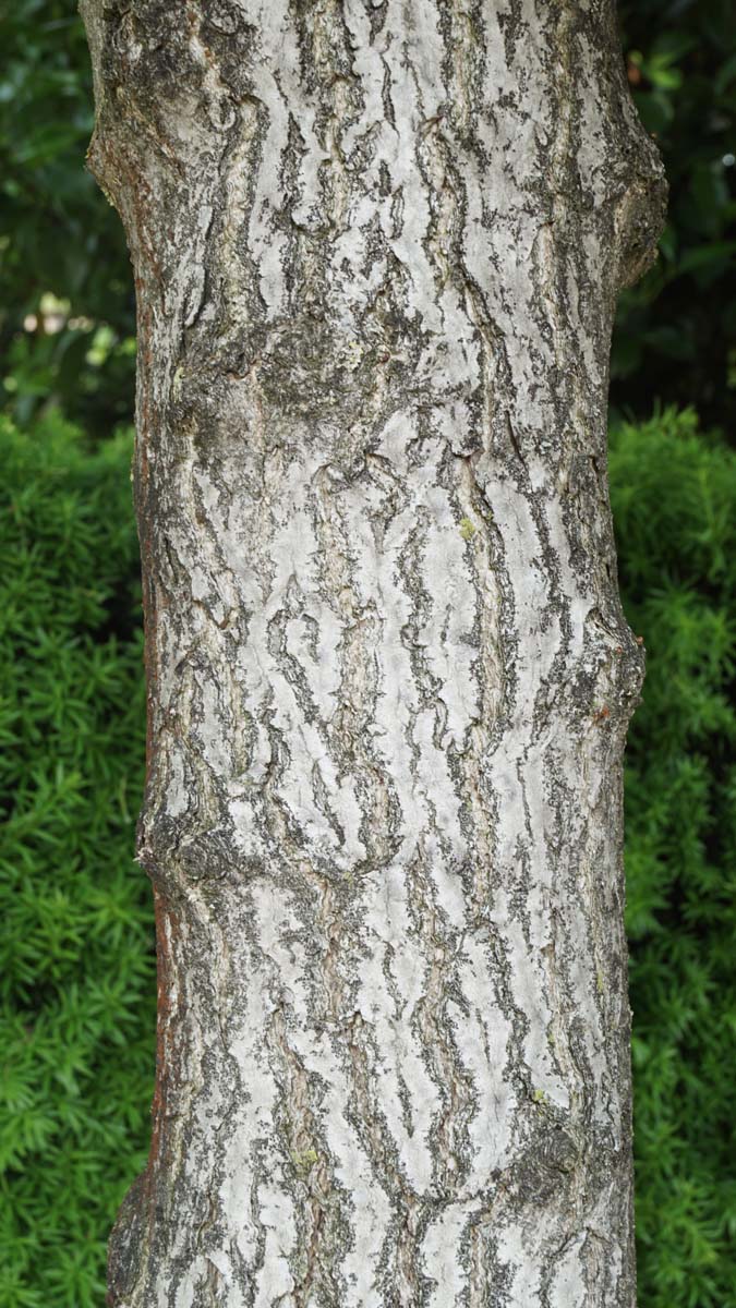 Ginkgo biloba 'Tit' op stam