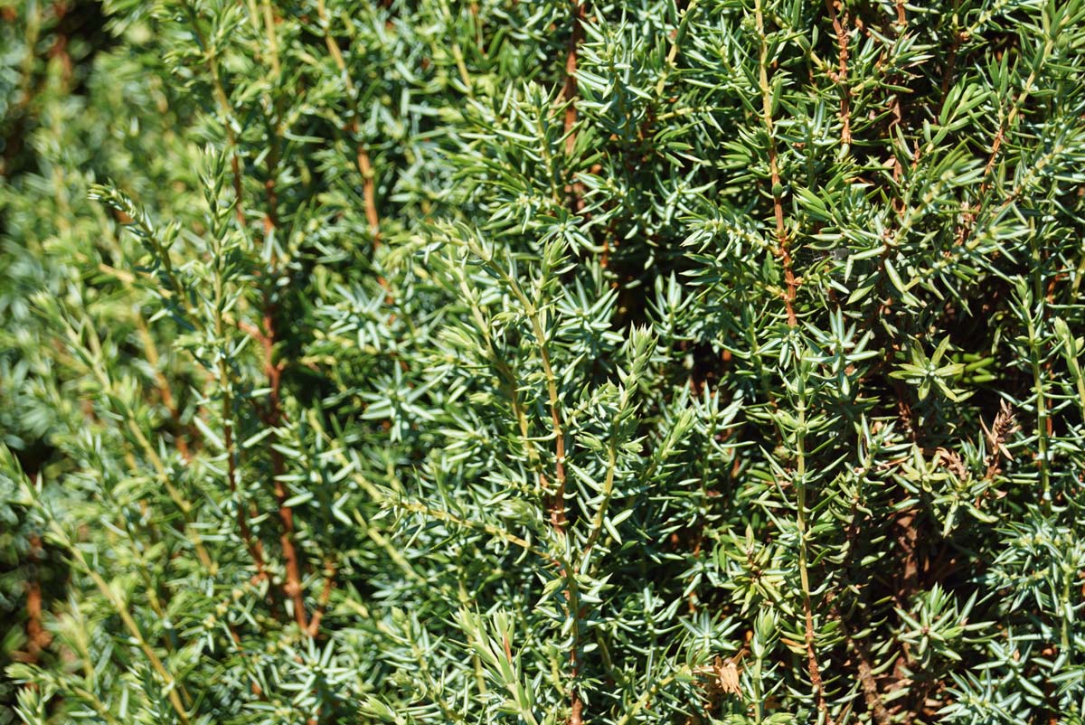 Juniperus communis 'Sentinel' Tuinplanten