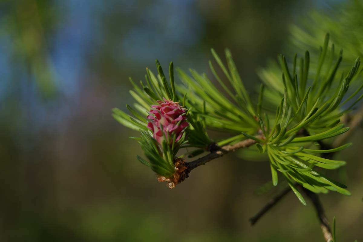 Larix decidua haagplant