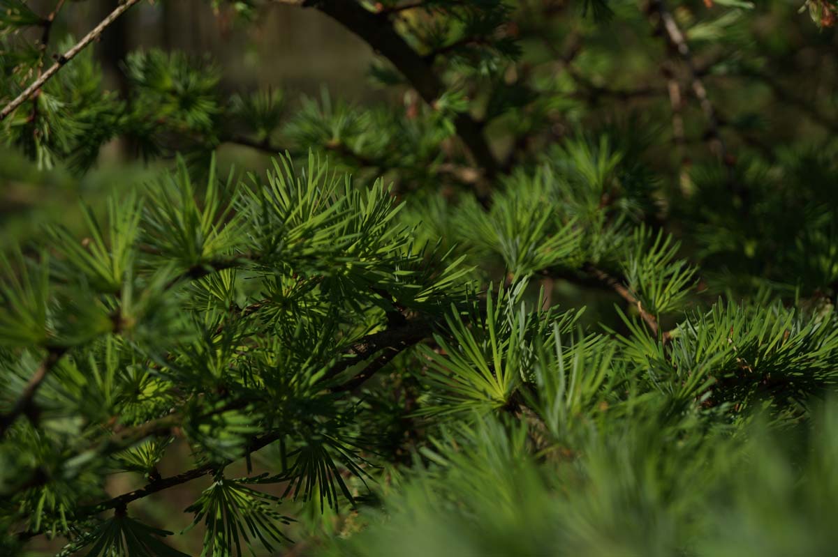 Larix kaempferi solitair