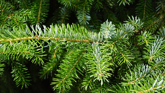 Picea omorika meerstammig / struik