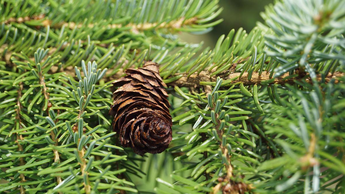 Picea omorika solitair