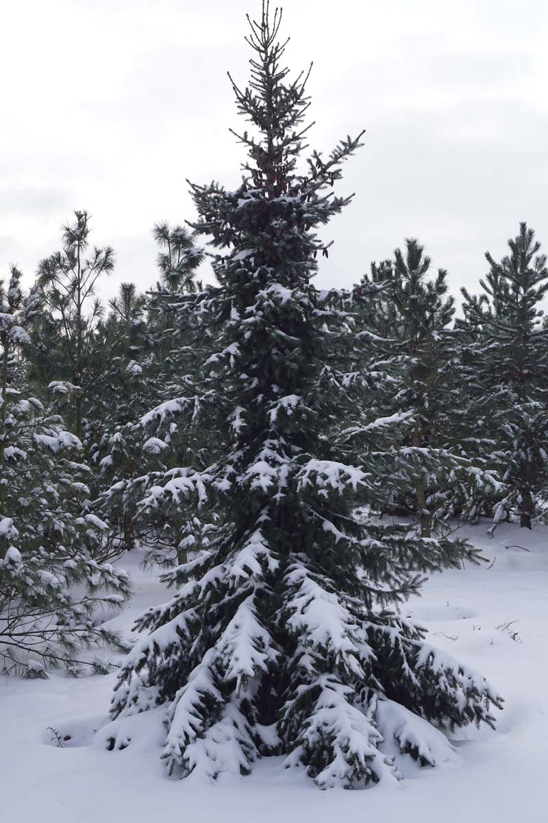 Picea omorika meerstammig / struik