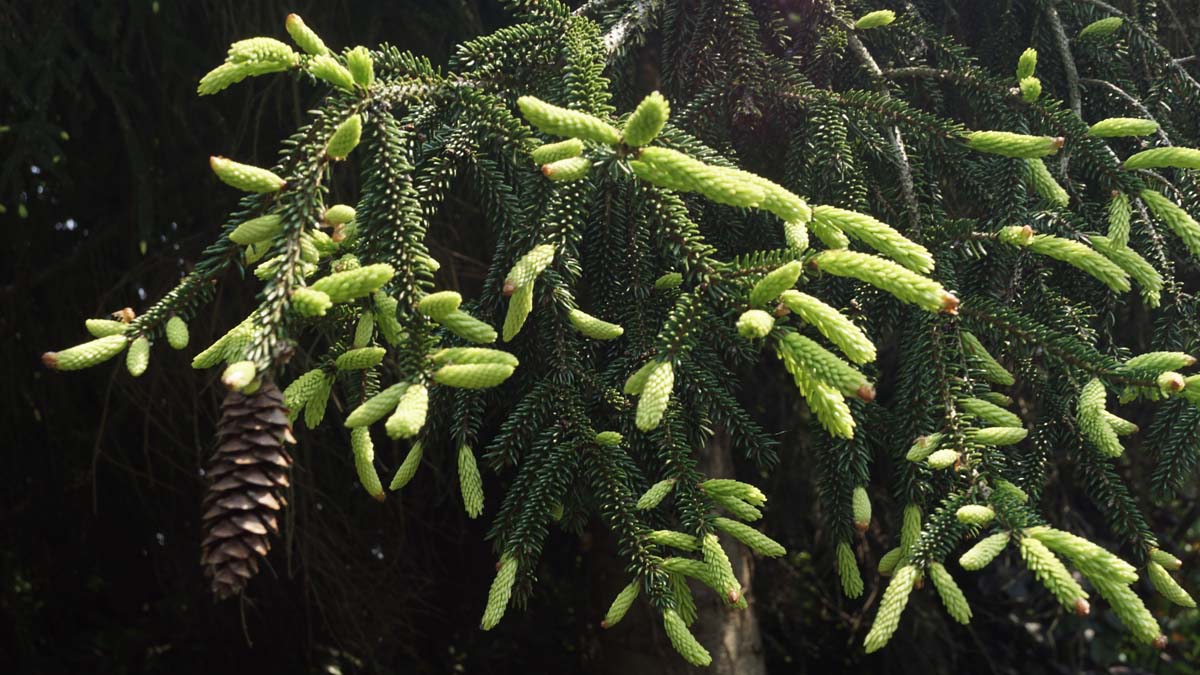 Picea orientalis 'Aureospicata' naald