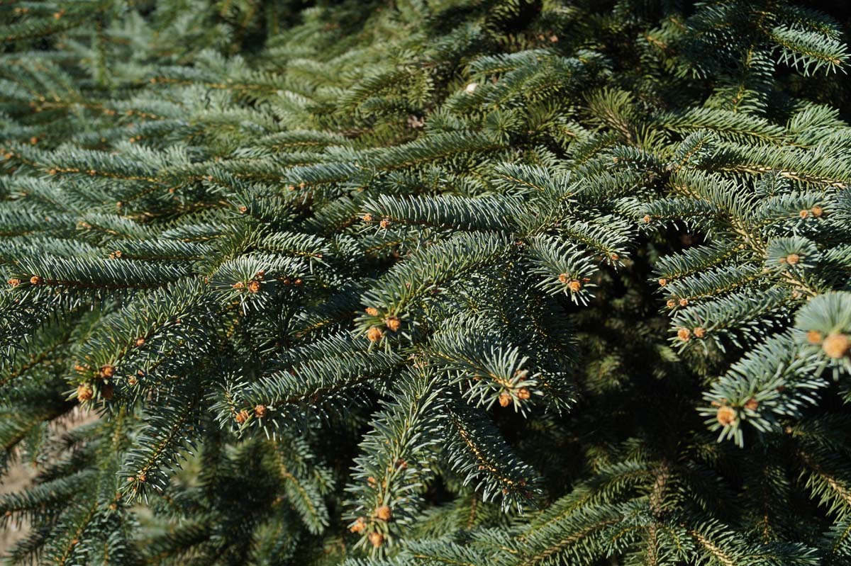 Picea pungens op stam naald