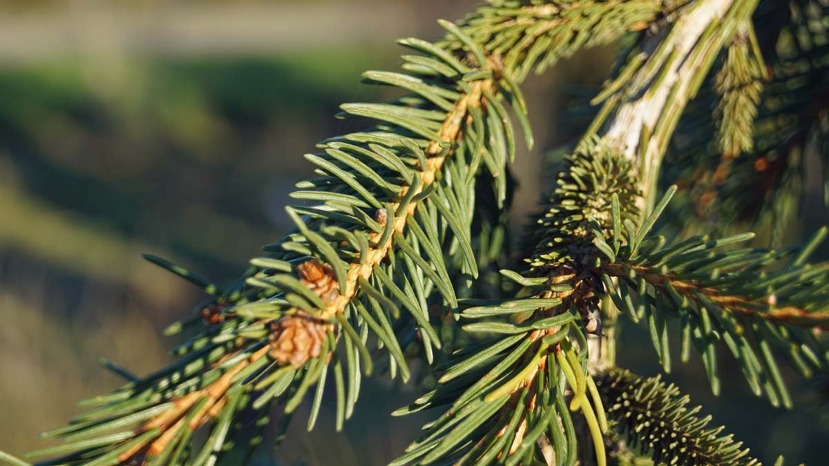 Picea abies 'Frohburg' Tuinplanten