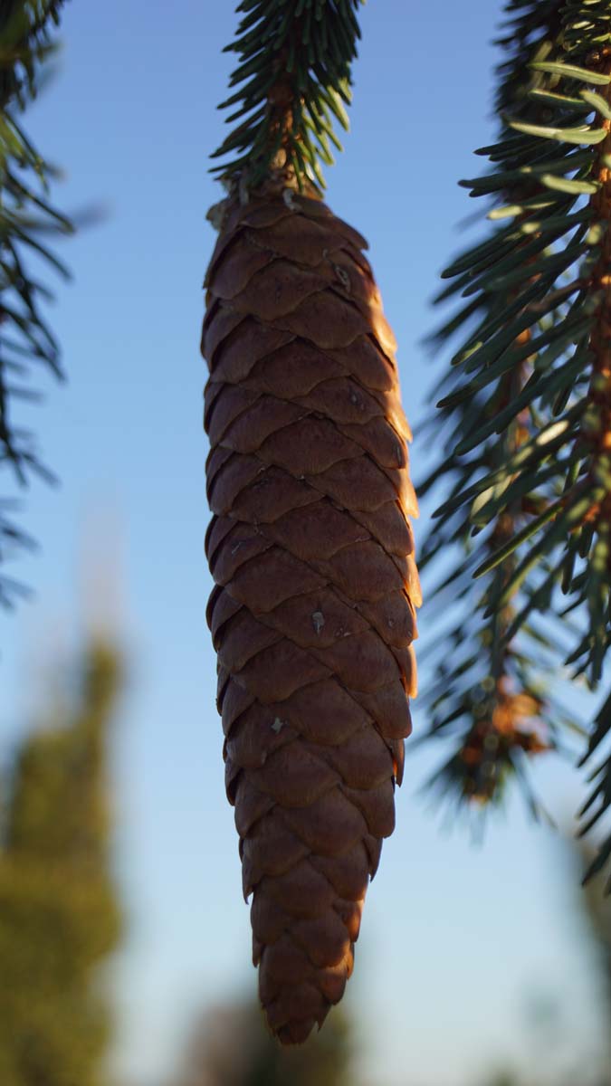 Picea abies 'Frohburg' Tuinplanten