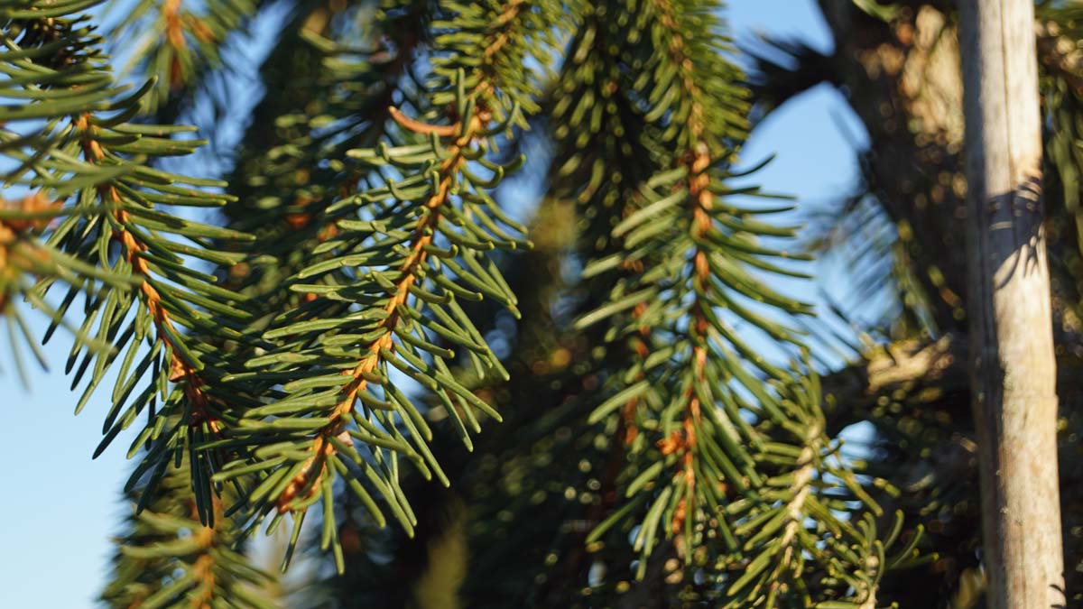 Picea abies 'Frohburg'
